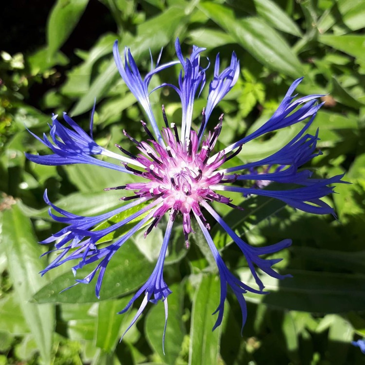 Plant image Centaurea cyanoides 'Blue Carpet'