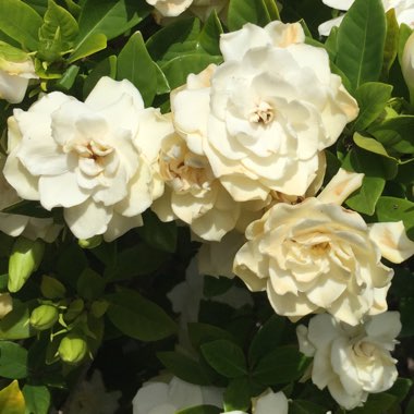 Gardenia jasminoides 'Magnifica'