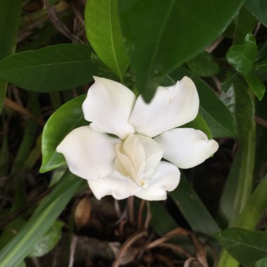 Gardenia jasminoides 'Magnifica'