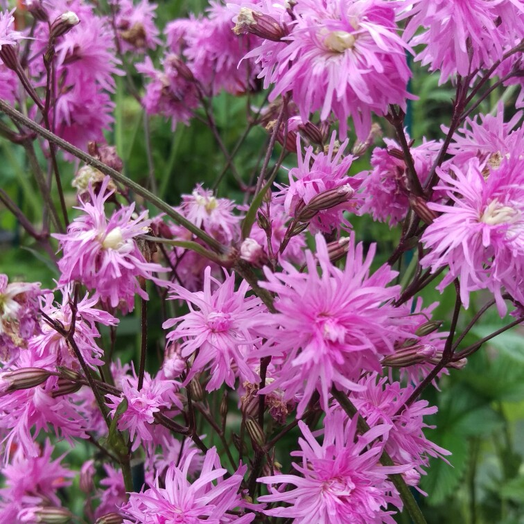 Ragged Robin 'Jenny'