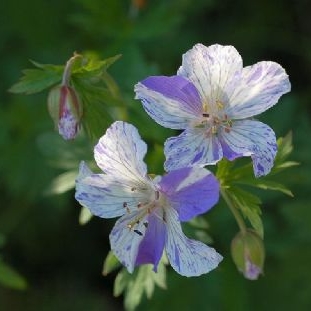 Plant image Geranium pratense 'Striatum' syn. Geranium pratense 'Splish Splash'