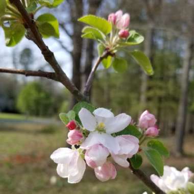 Malus domestica