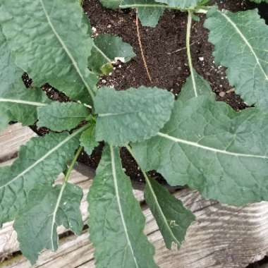 Brassica oleracea (Acephala Group) 'Lacinato'