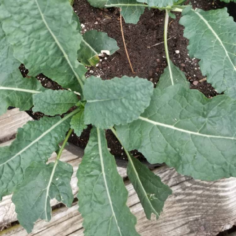 Plant image Brassica oleracea (Acephala Group) 'Lacinato'