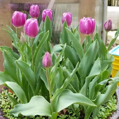 Tulipa