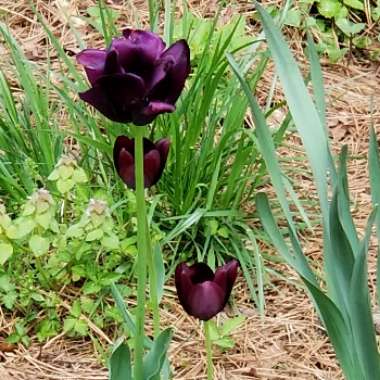 Tulipa 'Queen of Night'