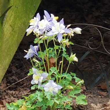 Aquilegia 'Bluebird' (Songbird Series)