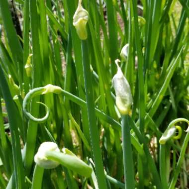 Allium x proliferum