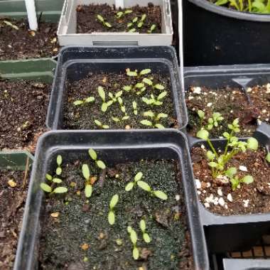 Rumex acetosa 'Red Veined'