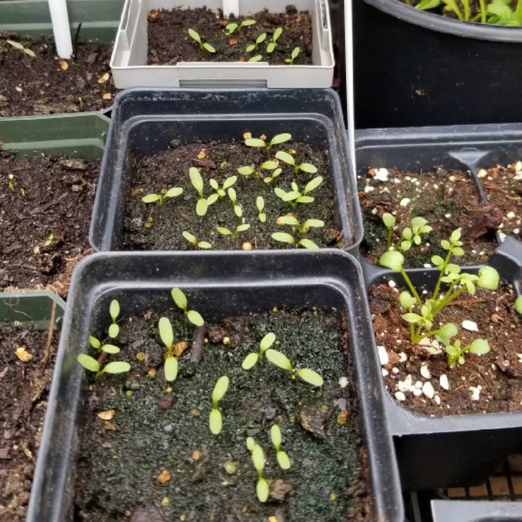 Plant image Rumex acetosa 'Red Veined'