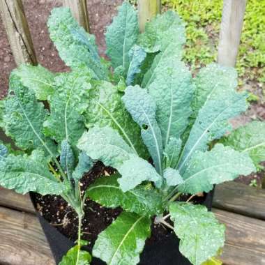 Brassica oleracea (Acephala Group) 'Lacinato'