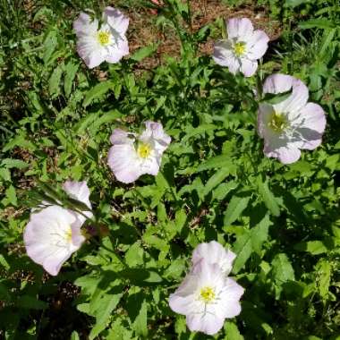 Oenothera Hybrida