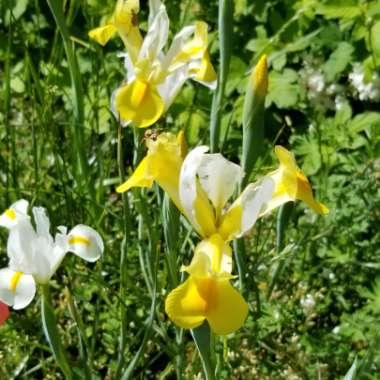 Iris x hollandica 'Apollo'