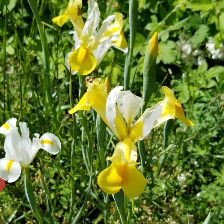 Plant image Iris x hollandica 'Apollo'