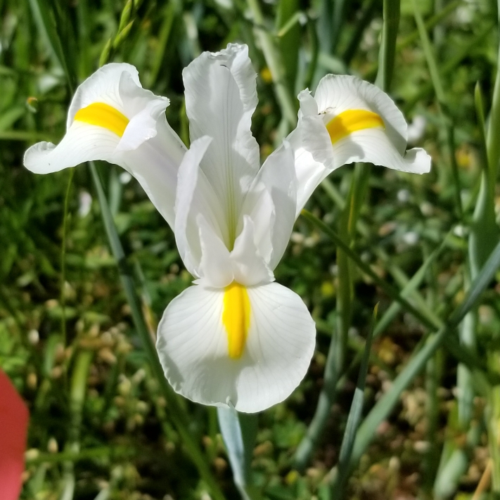 Plant image Iris x hollandica 'White Excelsior'