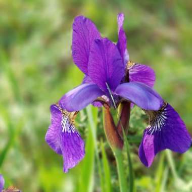 Iris sibirica