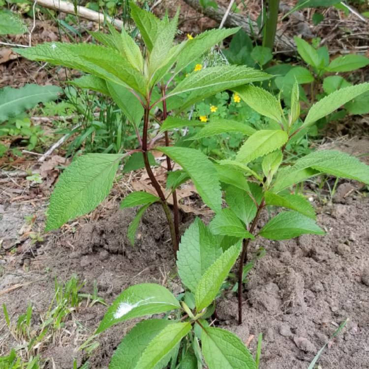 Plant image Eupatorium