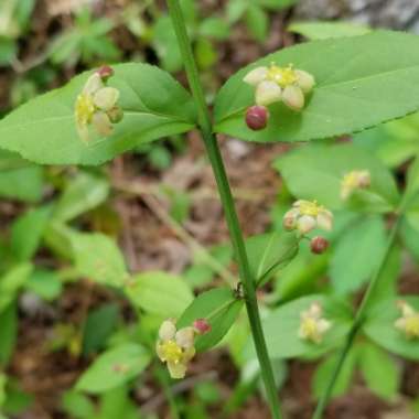 Euonymus americanus