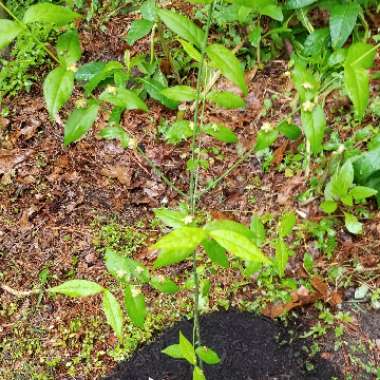 Euonymus americanus