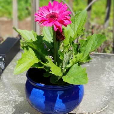 Gerbera 'Garvinea'