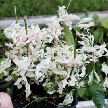 Alternanthera ficoidea 'Snowball'