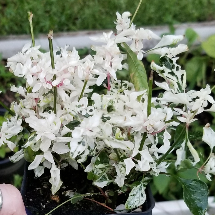 Plant image Alternanthera ficoidea 'Snowball'