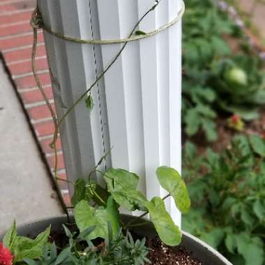 Ipomoea Alba