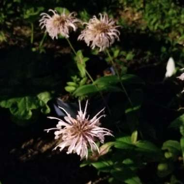 Monarda bradburiana