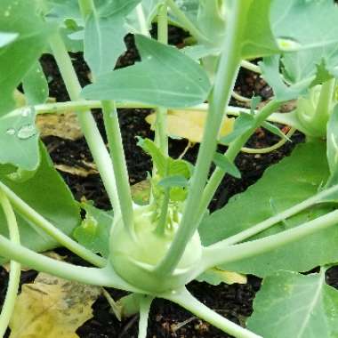 Brassica oleracea (Gongylodes Group) 'Di Vienna Bianco' syn. Brassica oleracea (Gongylodes Group) 'White Vienna'