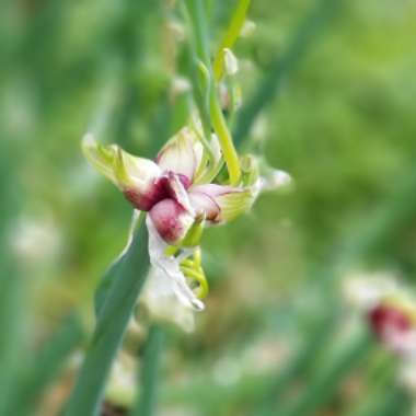 Allium x proliferum