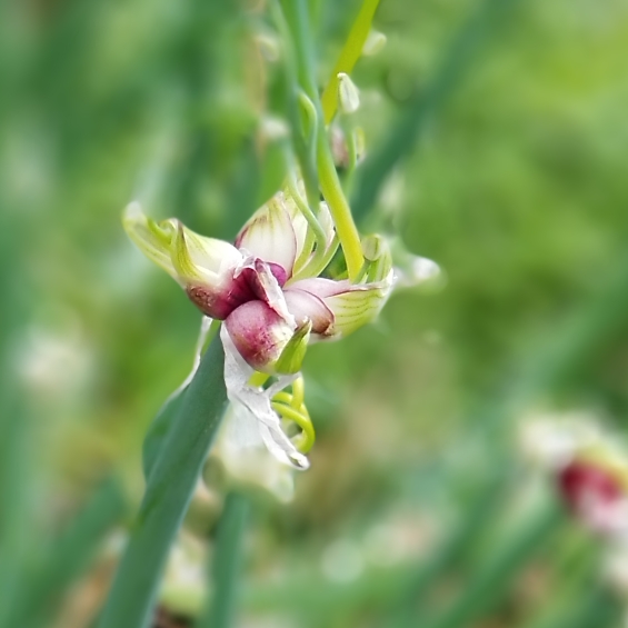 Plant image Allium x proliferum