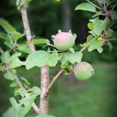 Malus domestica