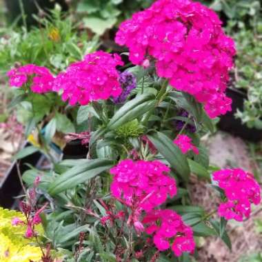 Dianthus interspecific 'Jolt Cherry'