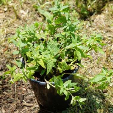 Salvia x sylvestris 'Mainacht' syn. Salvia x sylvestris 'May Night'