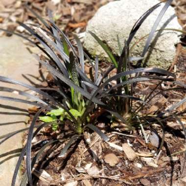 Ophiopogon planiscapus 'Kokuryu' syn. Ophiopogon planiscapus 'Nigrescens', Ophiopogon planiscapus 'Black Dragon', Ophiopogon planiscapus 'Nigra'