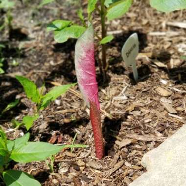 Caladium