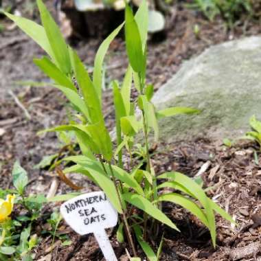 Chasmanthium latifolium