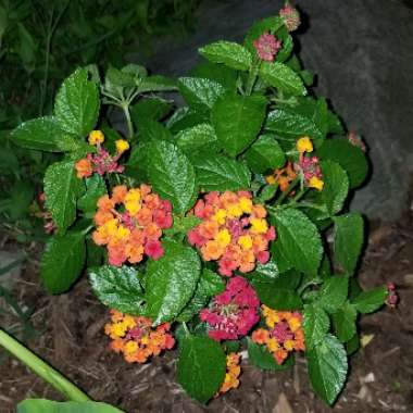 Lantana camara 'Landmark Blaze'