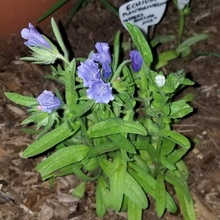 Plant image Echium vulgare 'Blue Bedder' syn. Echium plantagineum 'Blue Bedder'