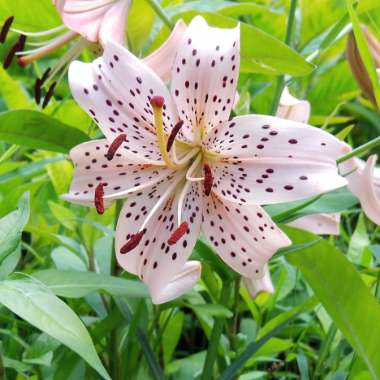 Lilium (Asiatic)