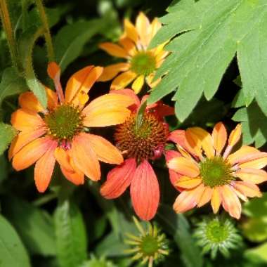 Echinacea 'Cheyenne Spirit' (Pink)