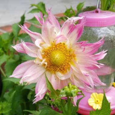 Dahlia 'Kogane Fubuki'