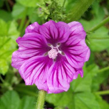 Malva Sylvestris 'Mystic Merlin'