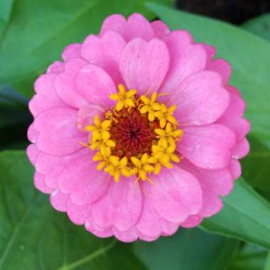 Zinnia elegans