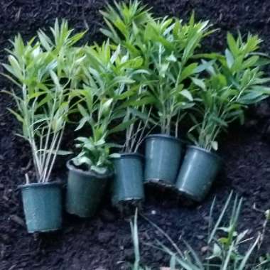 Physostegia virginiana 'Rosea'