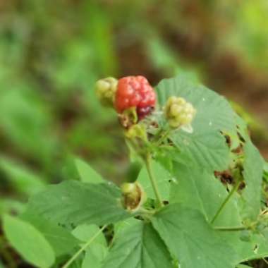 Rubus fruticosus