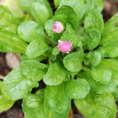 Bellis perennis Habanera