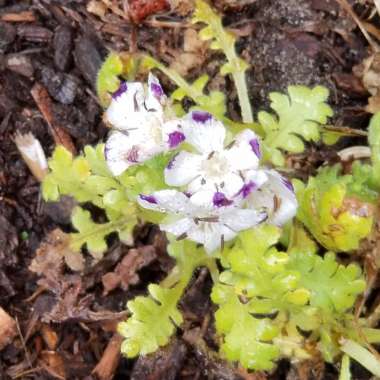 Nemophila maculata