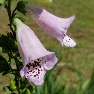 Digitalis purpurea 'Camelot Lavender'