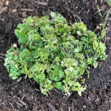 Saxifraga 'Touran Red'